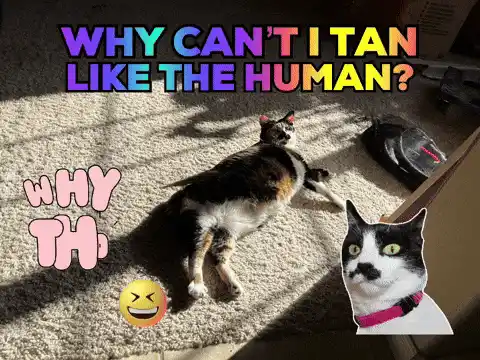 Funny Cat Meme: Why Can't I Tan Like Human?