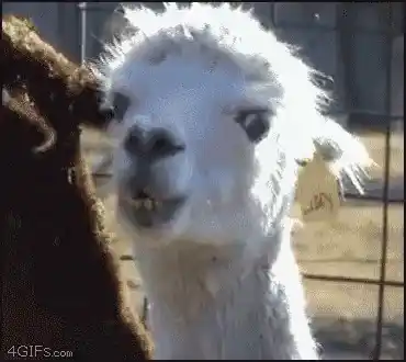 Libby the Alpaca Chewing