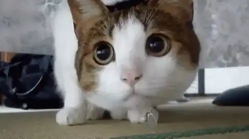 Funny Cat: Big Eyes, Ring on Paw