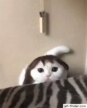 Funny Cat in a Wig