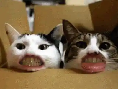 Funny Cats with Human Teeth
