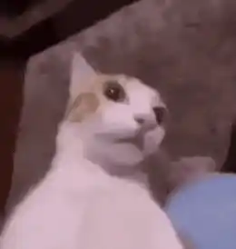 Funny Surprised Cat Meme