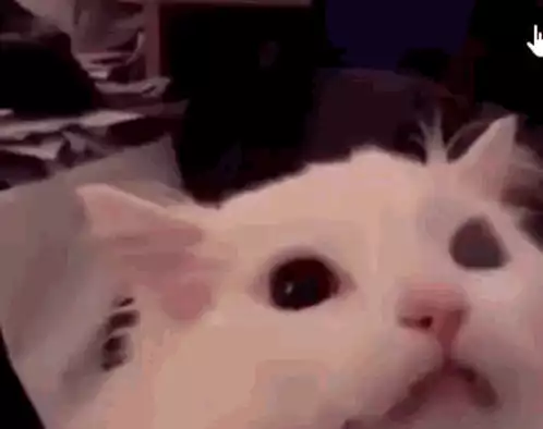 Funny Screaming Cat Meme
