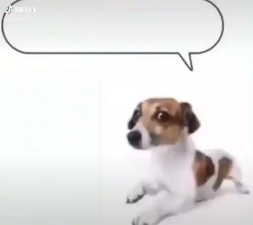 Funny Dog Meme: Wenomechainsama & More