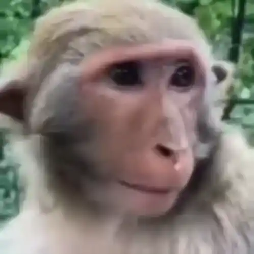 Funny Smiling Monkey