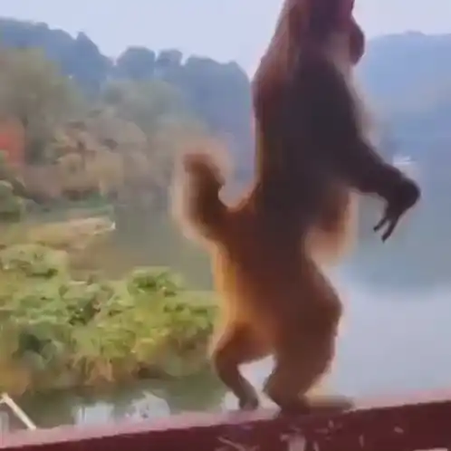 Funny Monkey Walks Upright on Balcony Railing