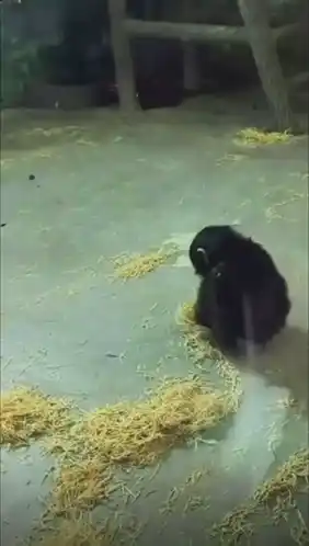 Funny Monkey