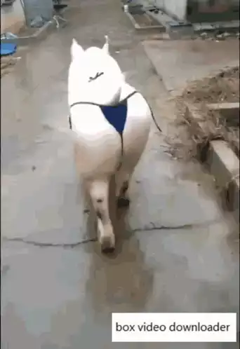 Funny Sexy Pig in a Bikini