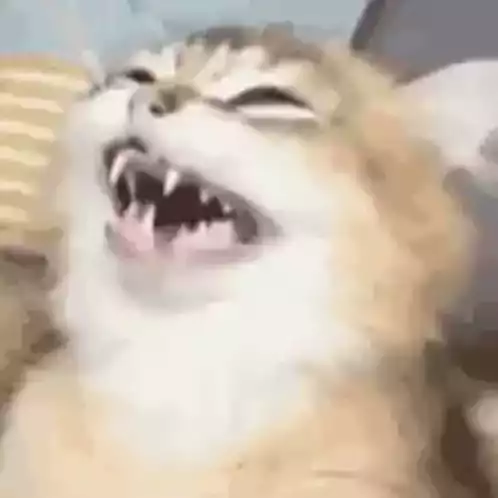 Sarcastic Cat Gargalhada