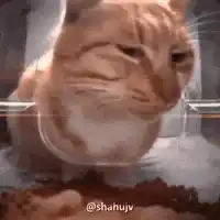 Gato Desconfiado com Ração Automática