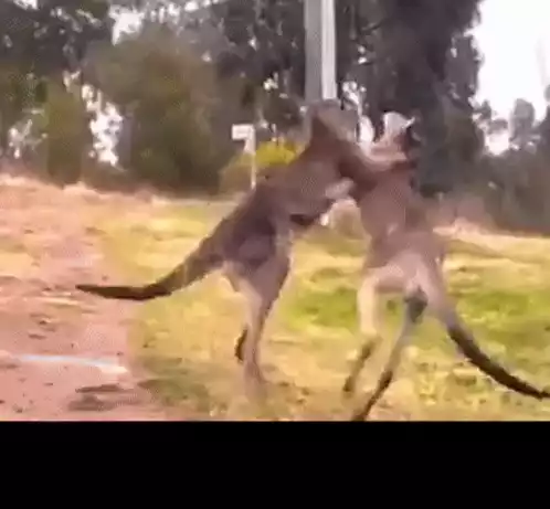 Kangaroos Fighting: Get Out Get Lost
