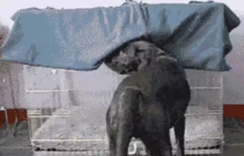 Dog Shakes Off Blanket in Cage