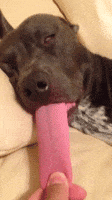 dog sleep GIF