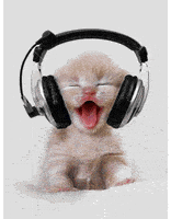 Cat Spotify GIF