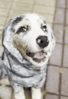 Dog GIF