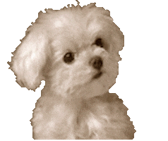 dogs STICKER