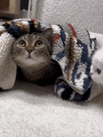 Kisses GIF