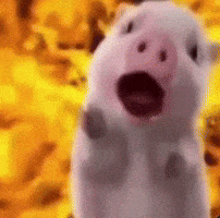 Twitter Pig GIF