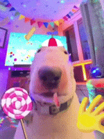 Bull Terrier Hello GIF