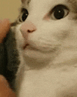 Cat GIF