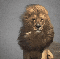 Lion Atman GIF