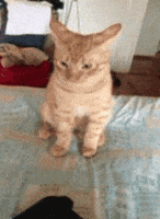 International Cat Day GIF