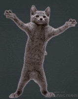 Lets Go Cat GIF by Unscreen