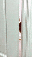 Dogs Beyonce GIF