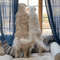 Dog GIF by ViralHog