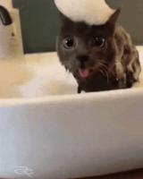 Cat Idiot GIF by Respective