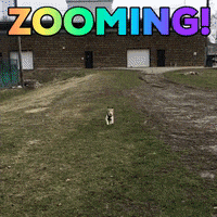 Peanut Running GIF by Haverford College