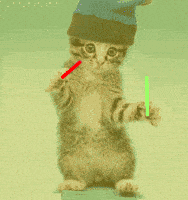 cat dancing GIF