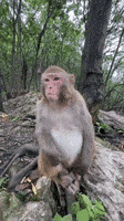Funny Monkey GIF