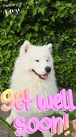 Flowers Ok GIF