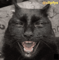 Cat Savage GIF