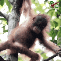 Baby Animal Dance GIF