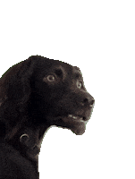 Dog What Sticker by MOODMAN