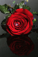 rosa GIF