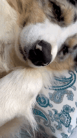 Dogs Aussie GIF