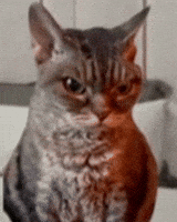 Cats Love GIF
