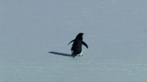 Penguin Reaction GIF by MOODMAN