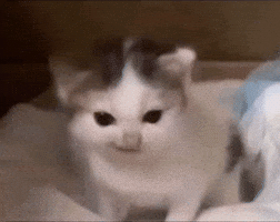 Cute Cat Love GIF