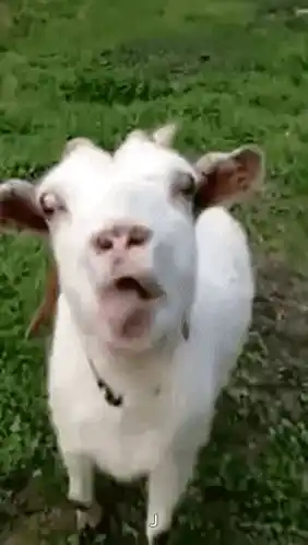 Funny Goat Sticking Tongue Out