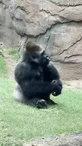 Gorilla Zola's Energetic Dance