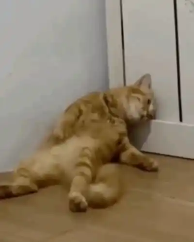 H2di Cat: Ultra Relaxed Pose