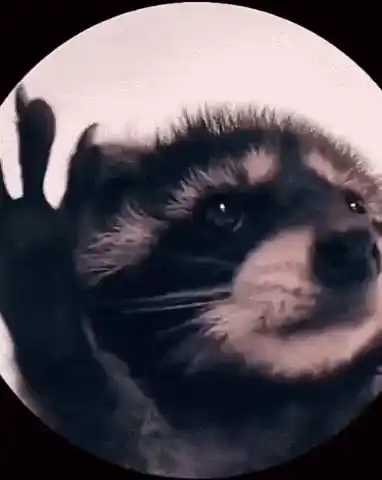 H2di Raccoon's Cute Spinning Dance