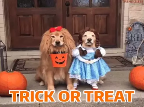 Funny Dogs in Halloween Trick Or Treat Costumes