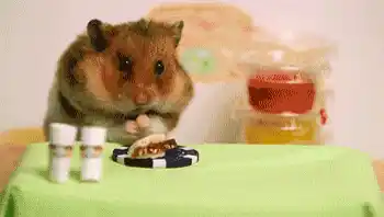 Hamster Enjoying a Tiny Meal