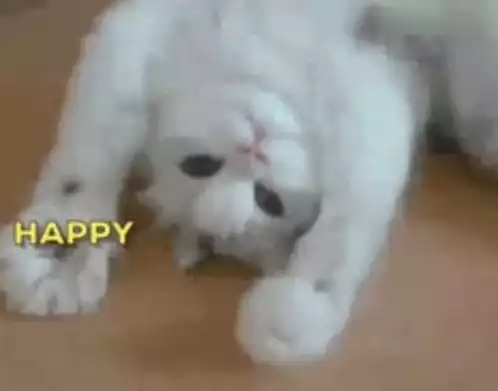 Happy Birthday Cat