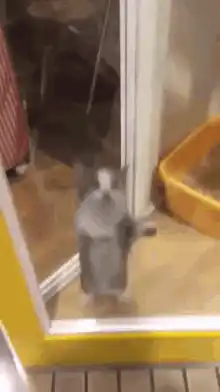 Kitten standing on hind legs at glass door